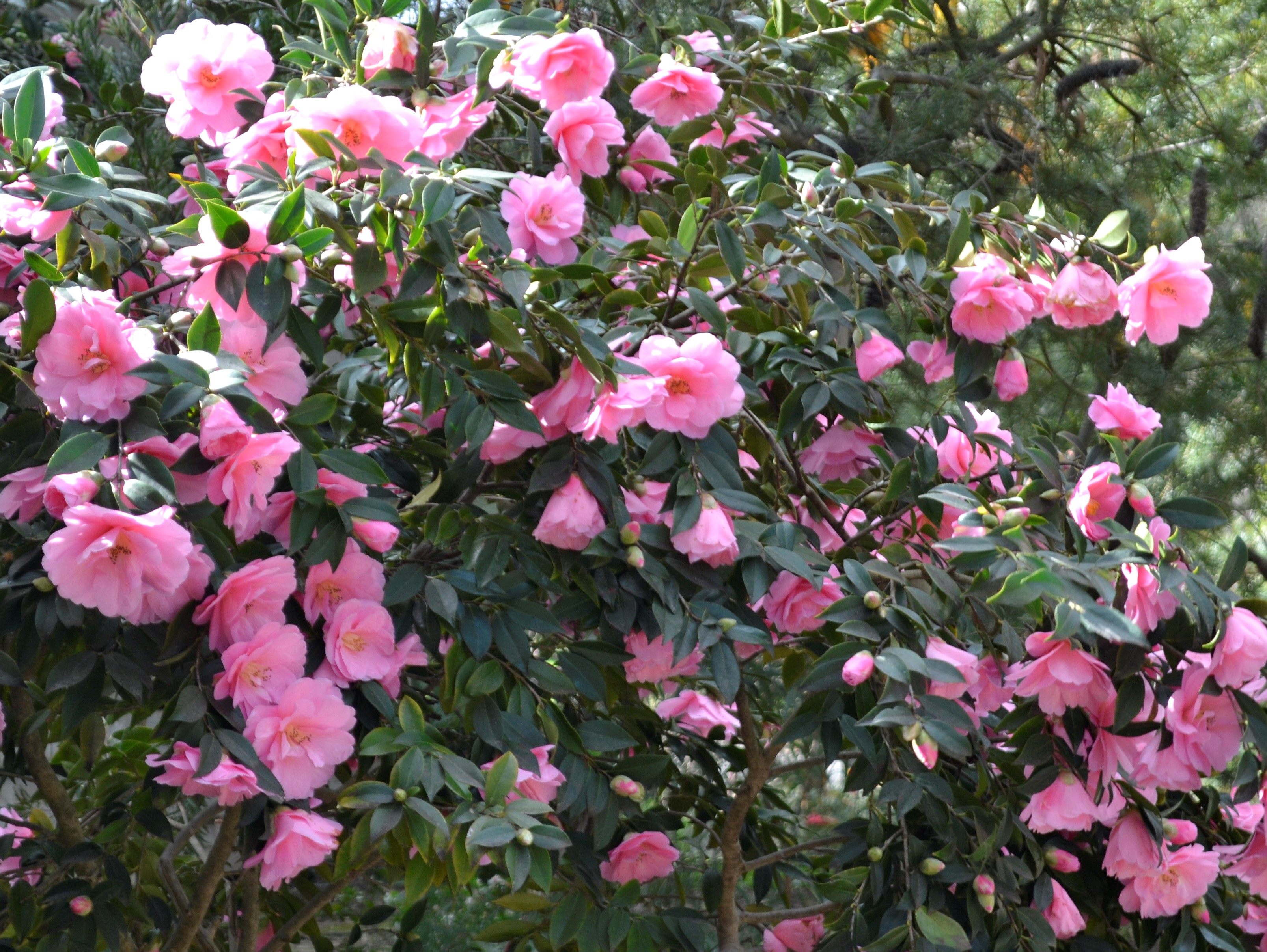 Camellia