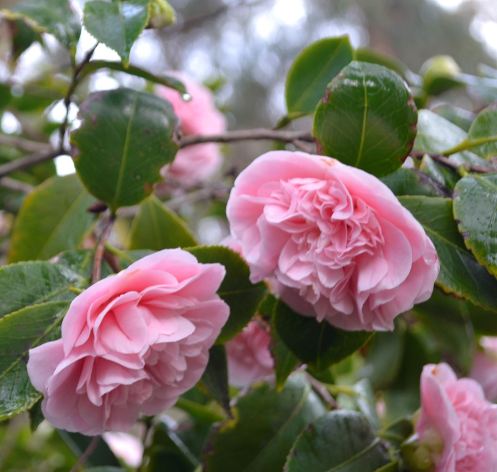 Camellia