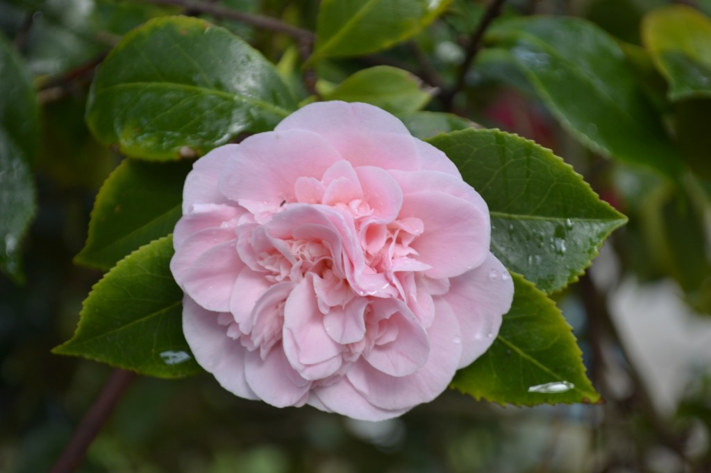 Camellia