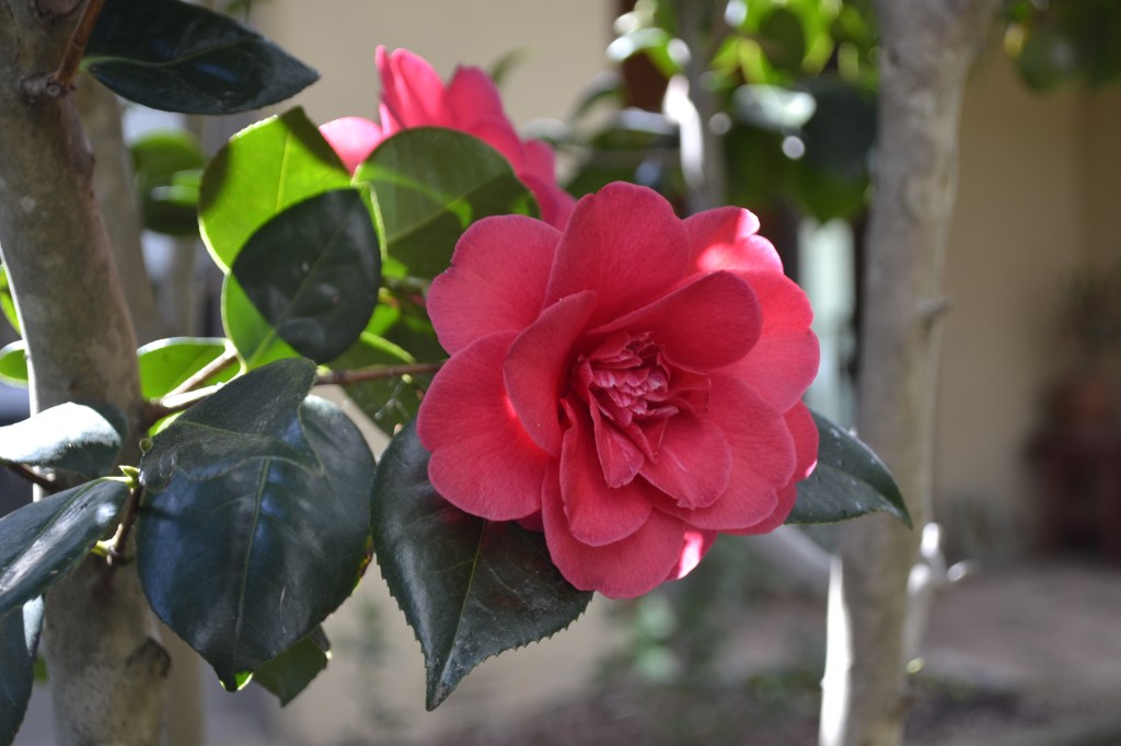 Camellia