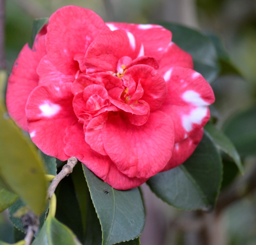 Camellia