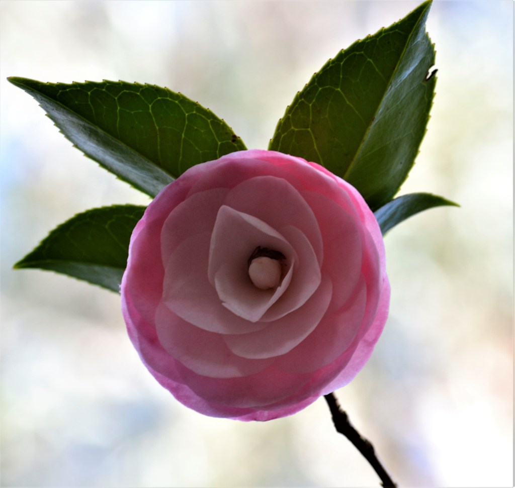 Camellias, Rhododendron and Hellebores (The Winter&nbsp;Rose)