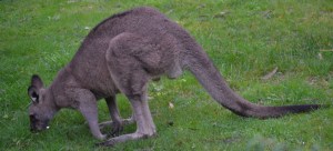 Kangaroo eating grass