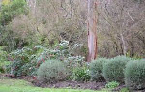 Westringia Balls and FireTree Bush
