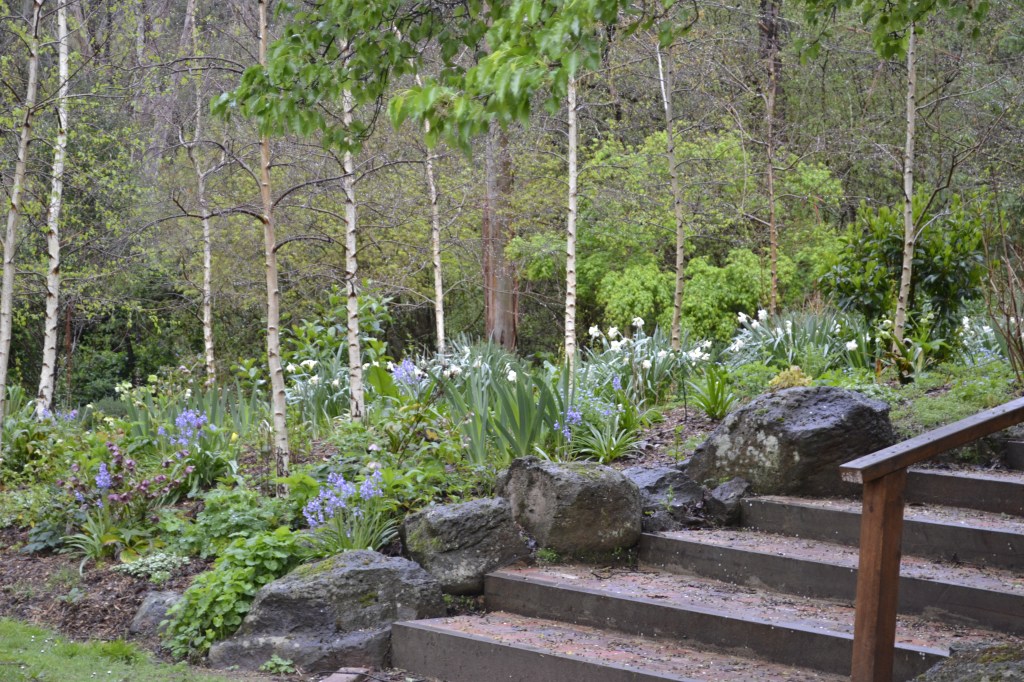Daffodils, bluebells and hellebores in the Birch Forest