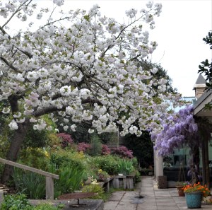 Spring - Wisteria and Cherry Blossom - a view from the back gate