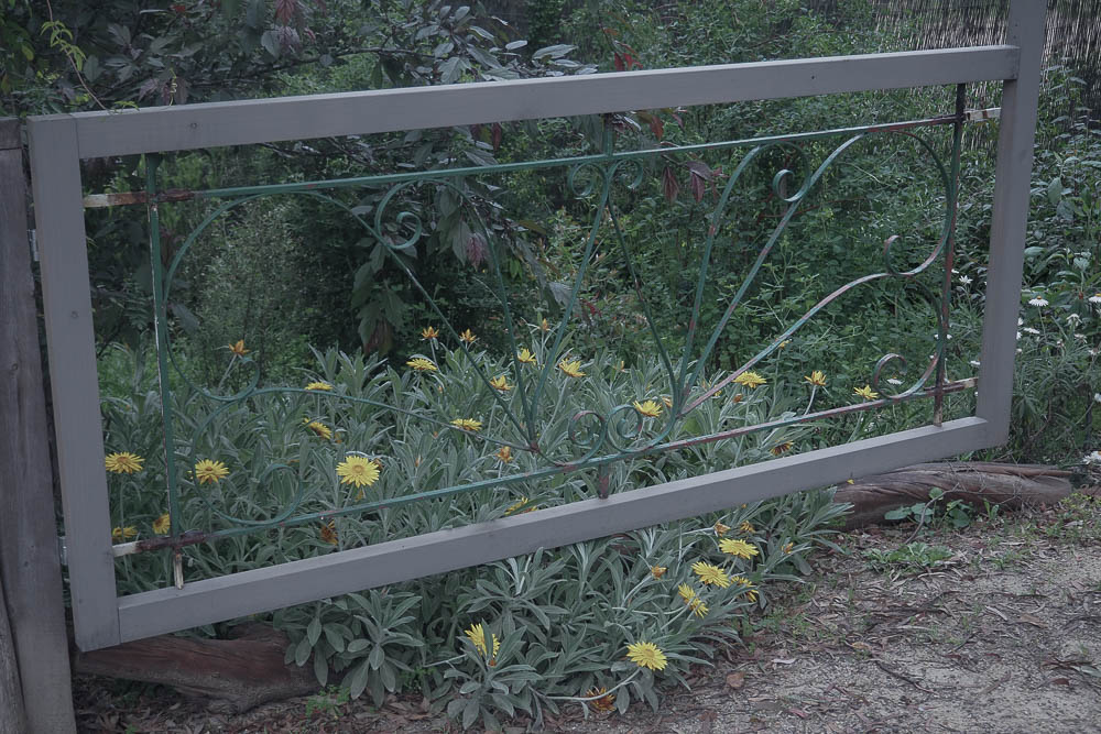 Gate and Yellow Straw Flowers
