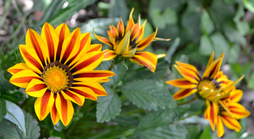 Gazania - Treasure Flower - Perennial