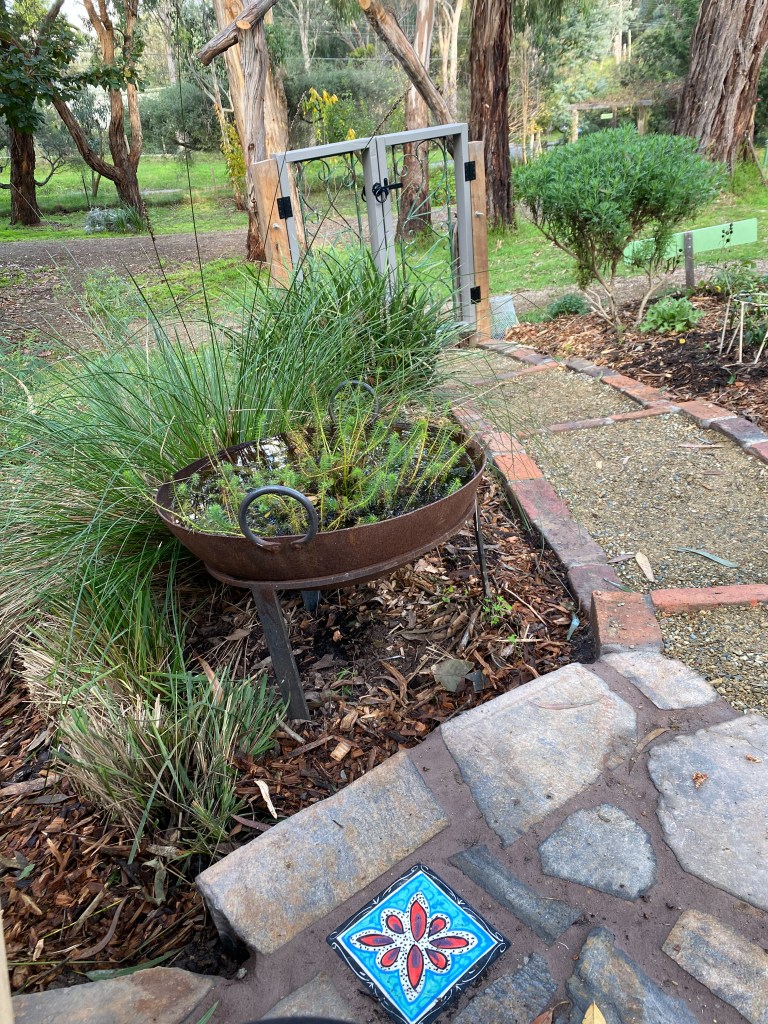 Perennial Update - Repurposed firepit and Mary Lou Pittard Tiles