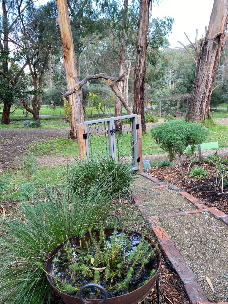 Perennial Update - Before the Rabbit proof fence