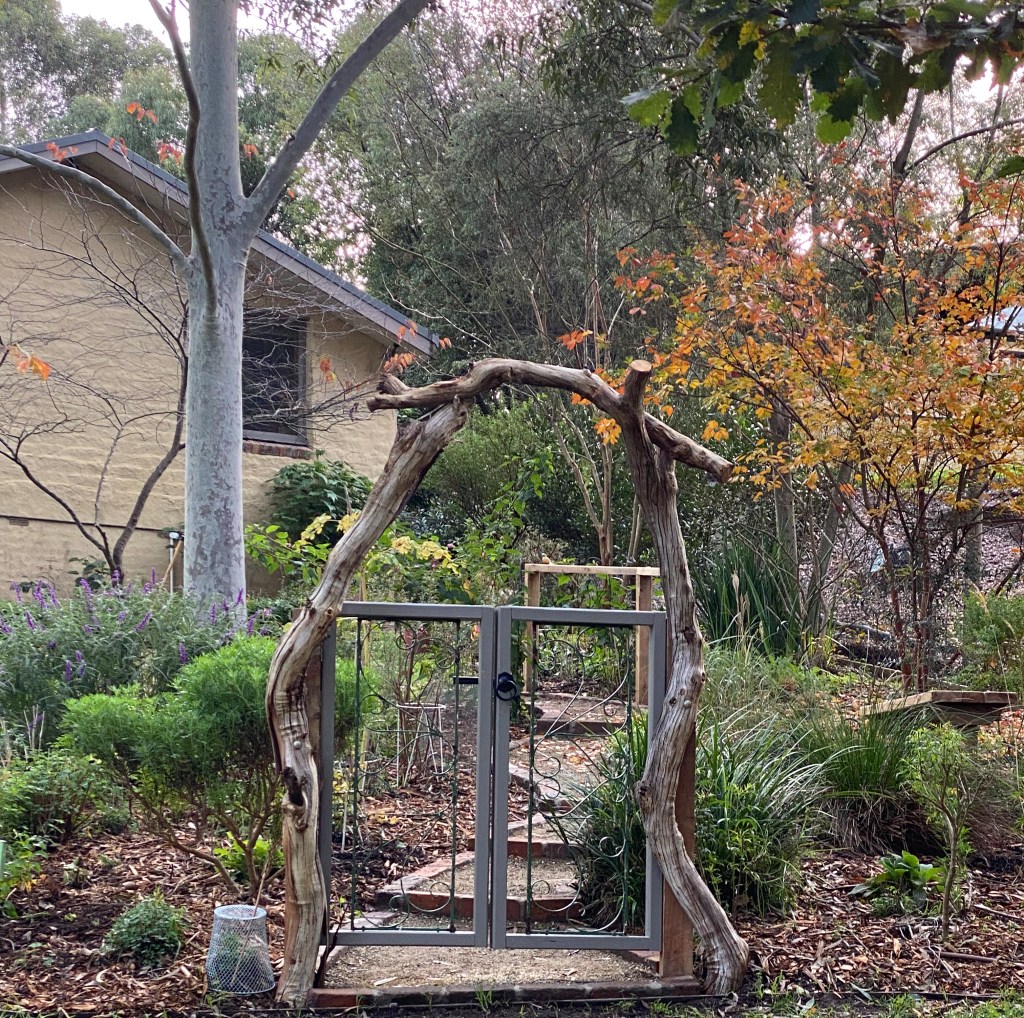 Perennial Update - Before the Rabbit proof fence