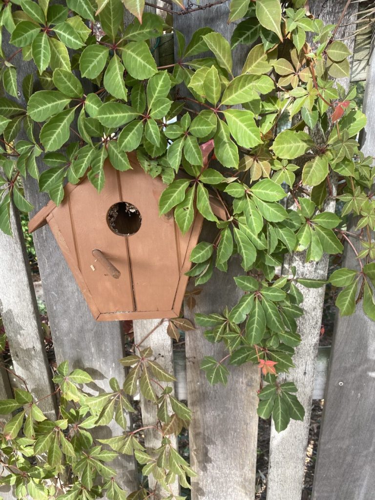 Virginia Creeper - getting ready to turn red
