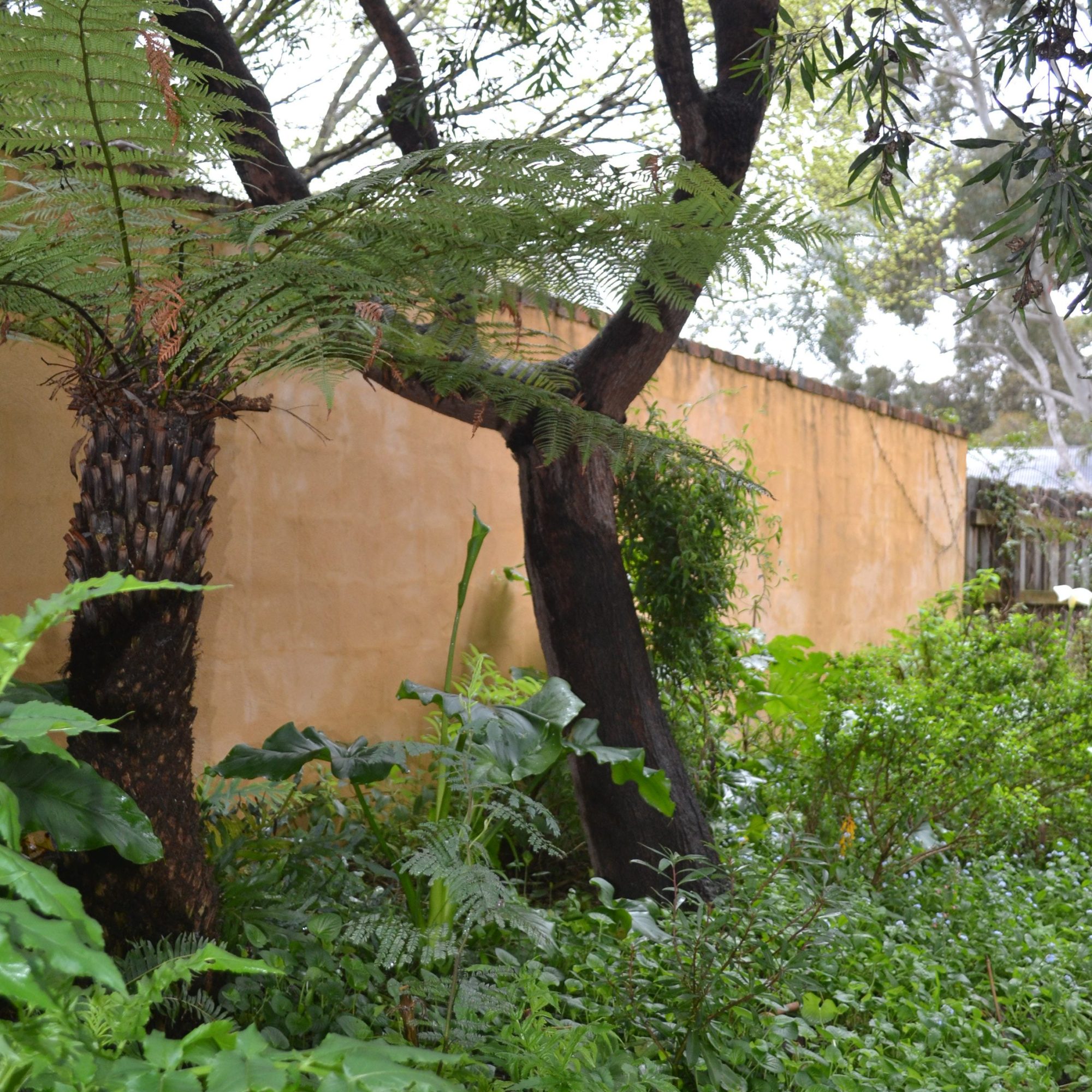 Fernery outside the Secret garden Wall
