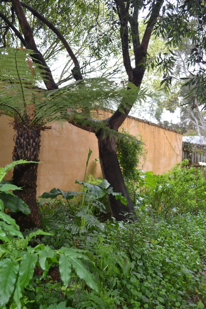 Fernery outside the Secret garden Wall