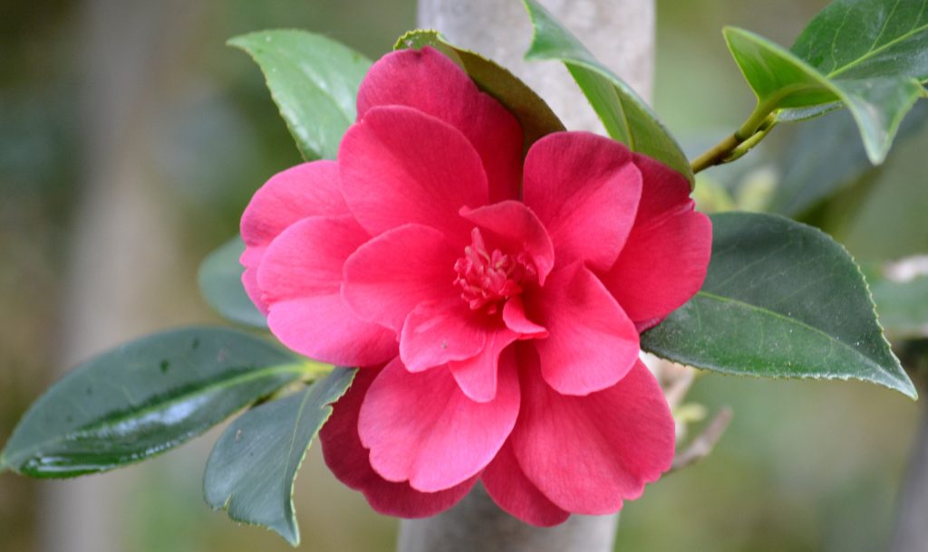 Camellia