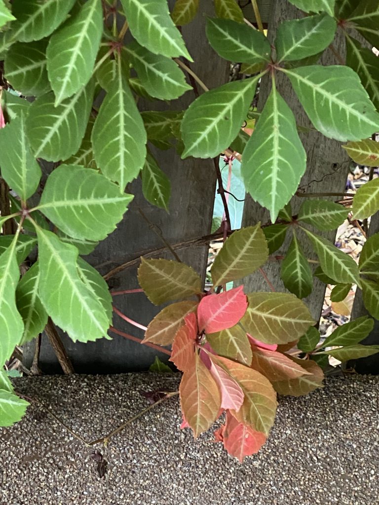 Virginia Creeper Turning