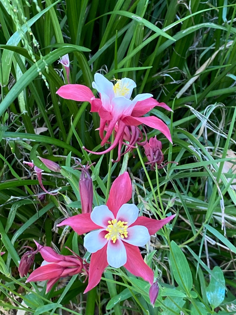 Granny's Bonnet - Aquilegia Burgundy and white
