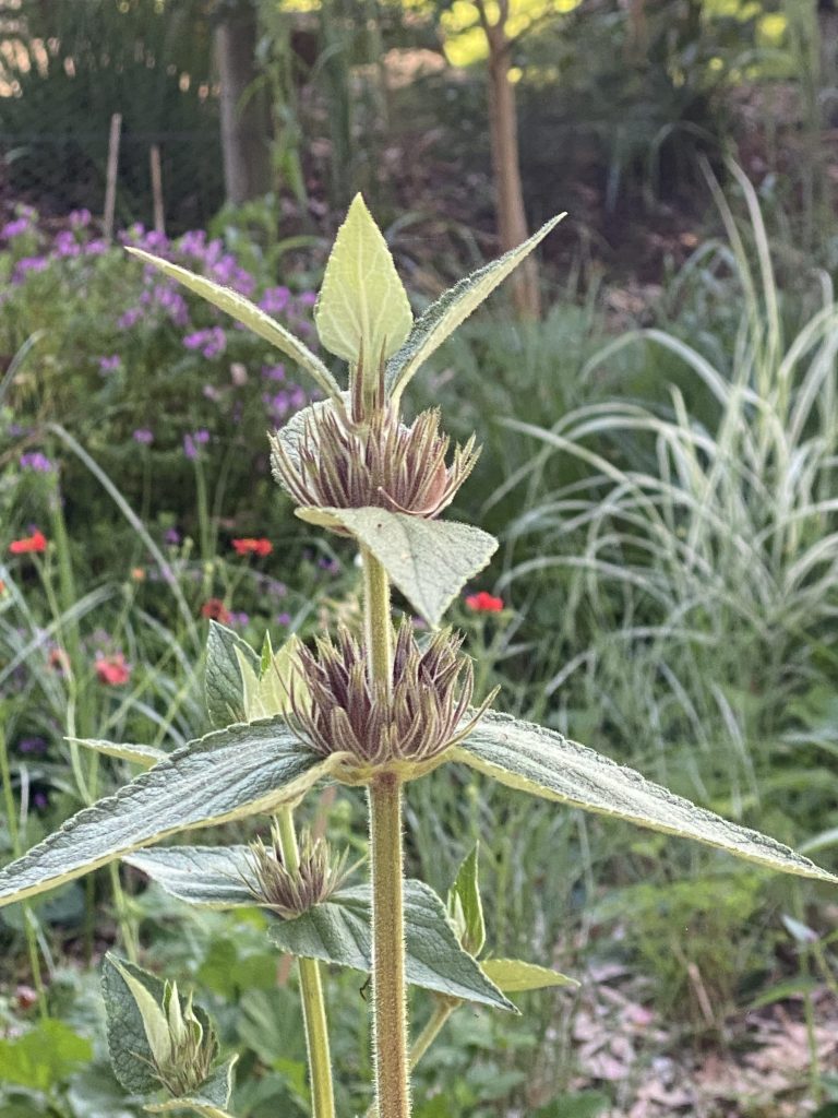 Phlomis samia