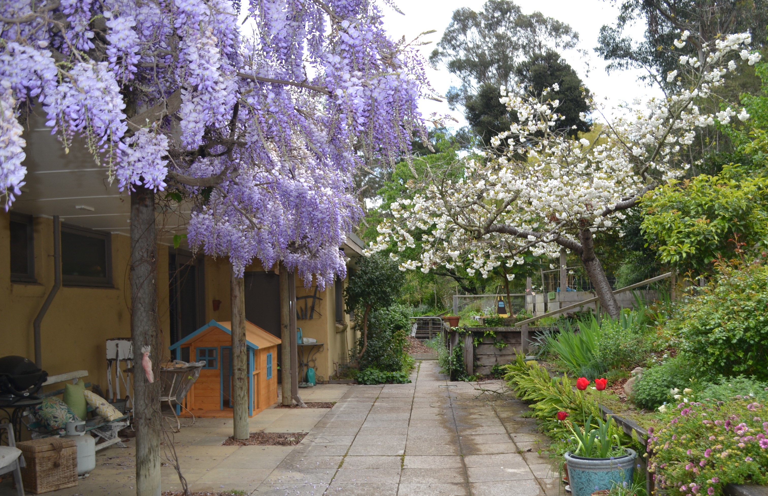 Wisteria on the Back Verandah and the Cherry Blossom - which is more beautiful?
