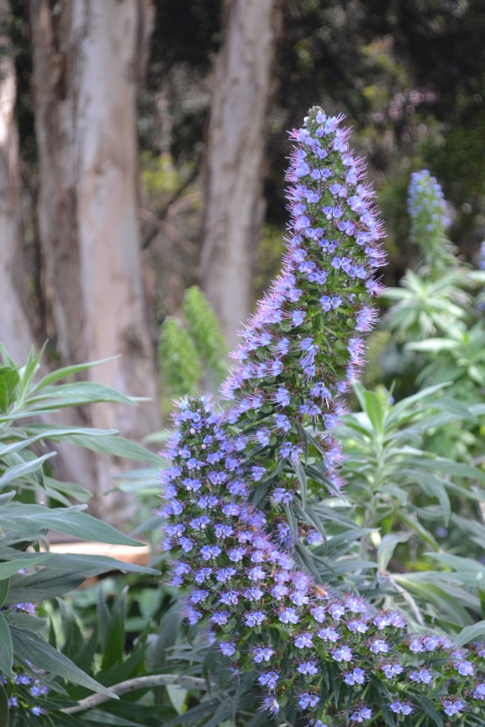 Echium candicans - Pride of Mederia