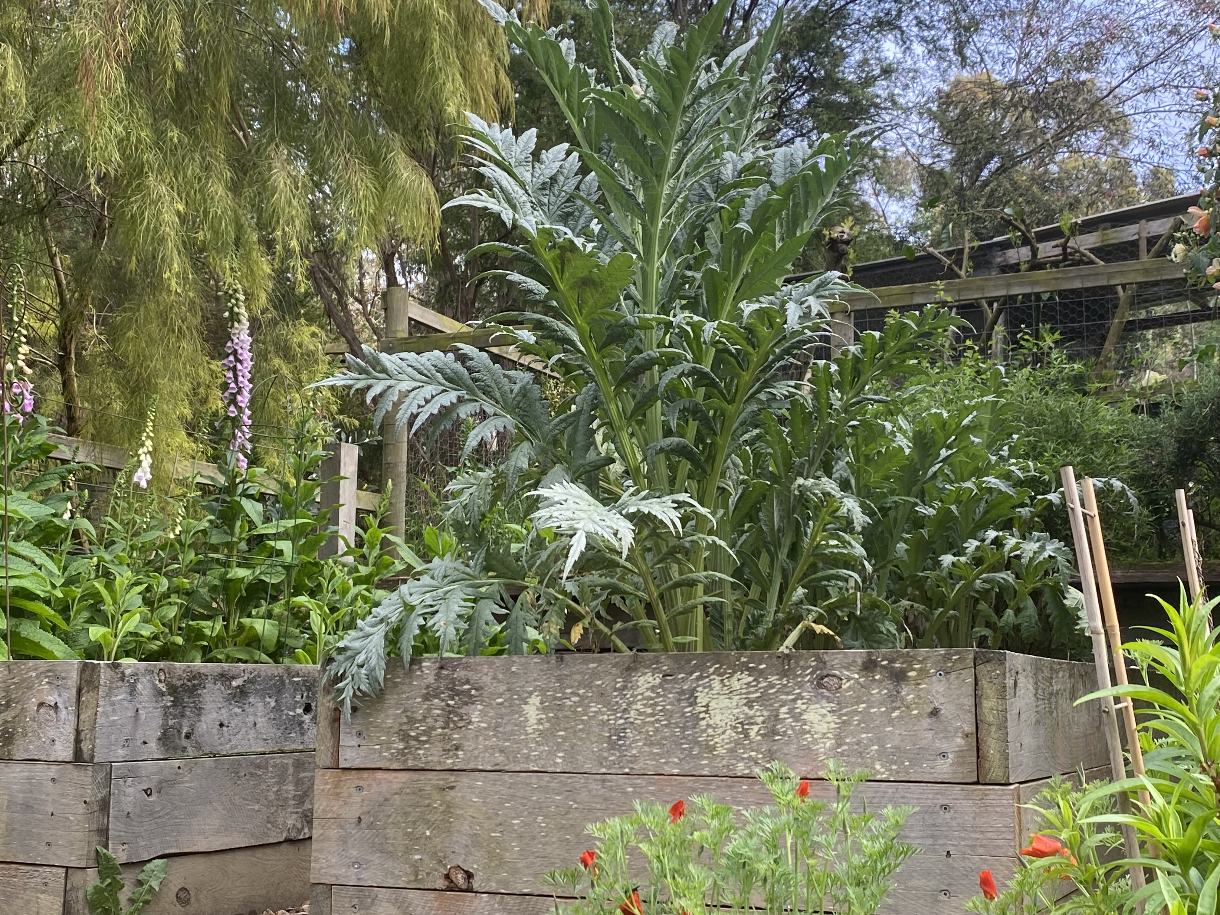 Artichokes in the Veggie Patch
