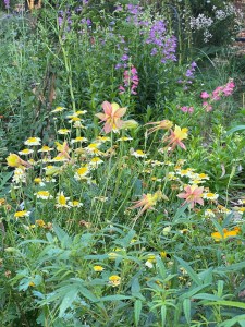 Granny's Bonnet - Aquilegia Lemon and pink