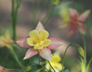 Granny's Bonnet - Aquilegia Lemon and pink