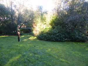 Very first picture in 2012 - up the back sort of where the Birch Forest is.