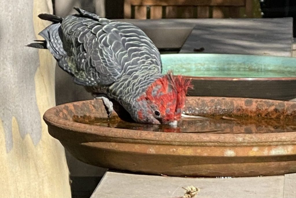 Gang Gangs – it’s hot and they are&nbsp;thirsty