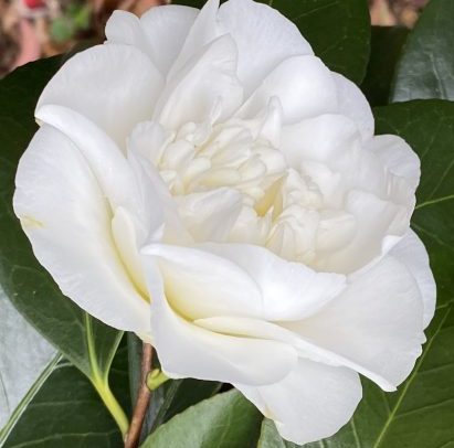 Camellia