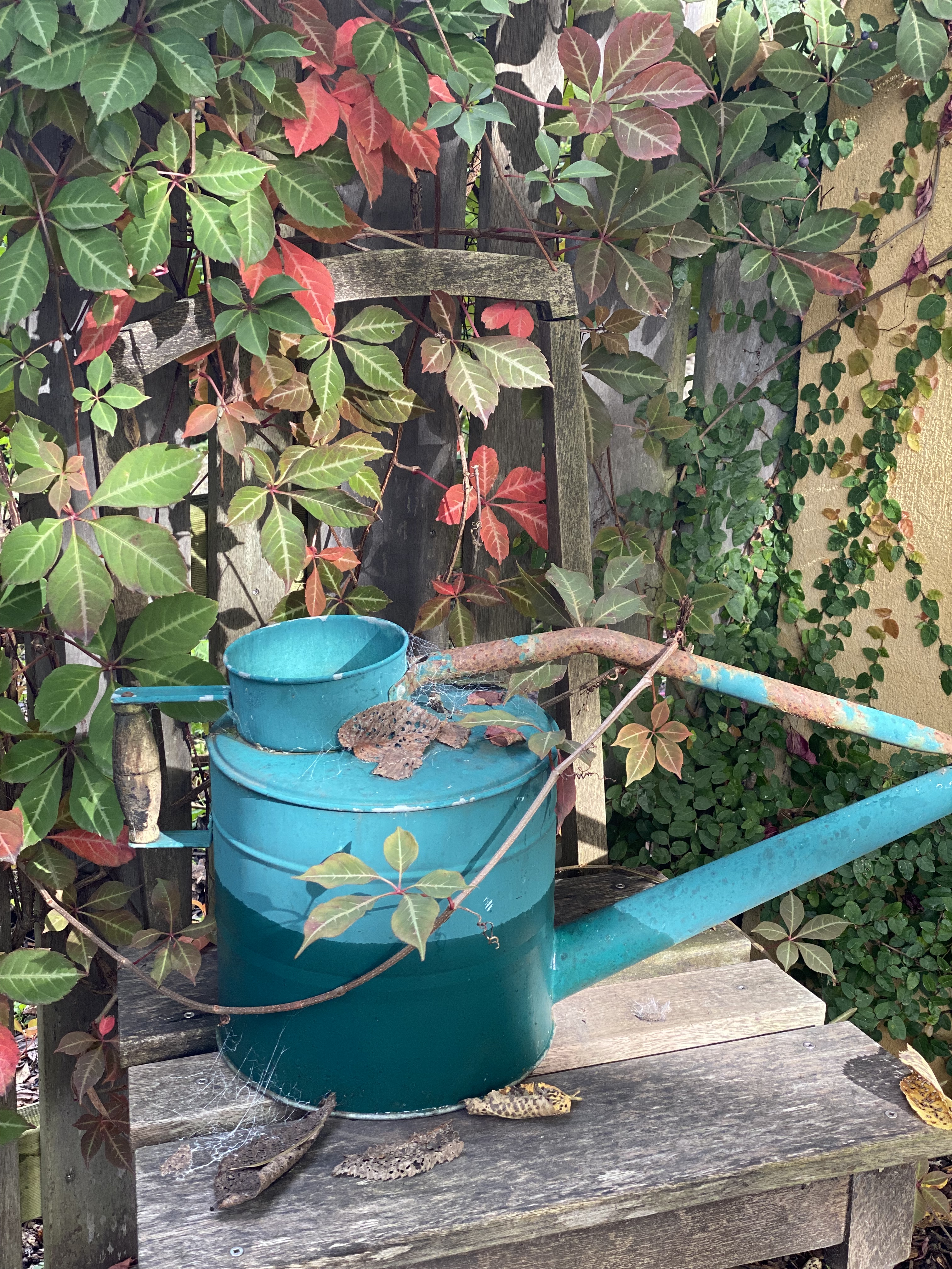 Watering Can and Virginia Creeper in Autumn