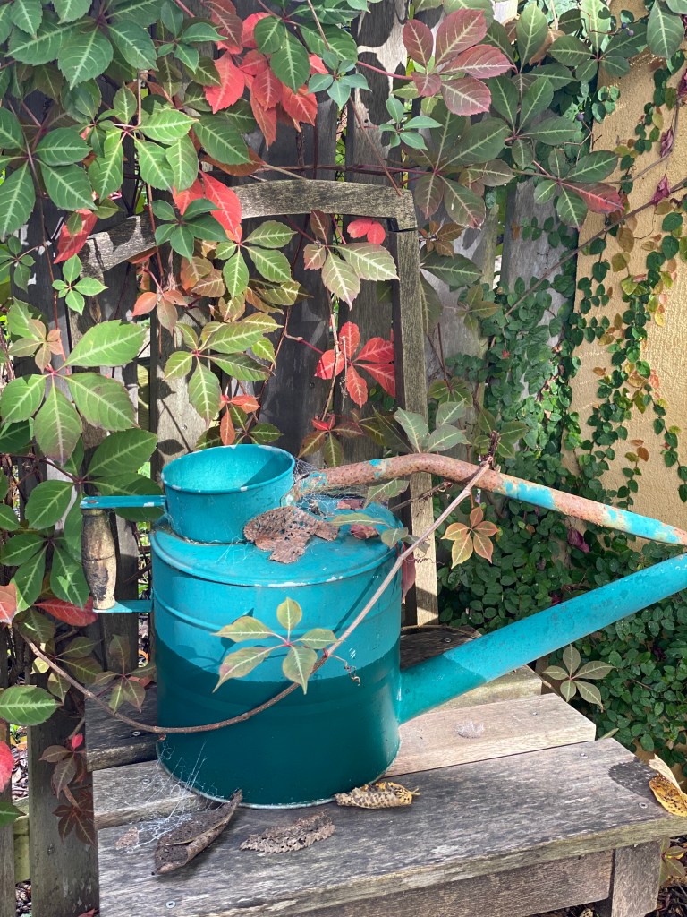 Watering Can and Virginia Creeper in Autumn