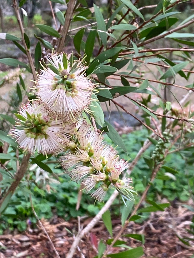 Callistemon - Snow Burst
