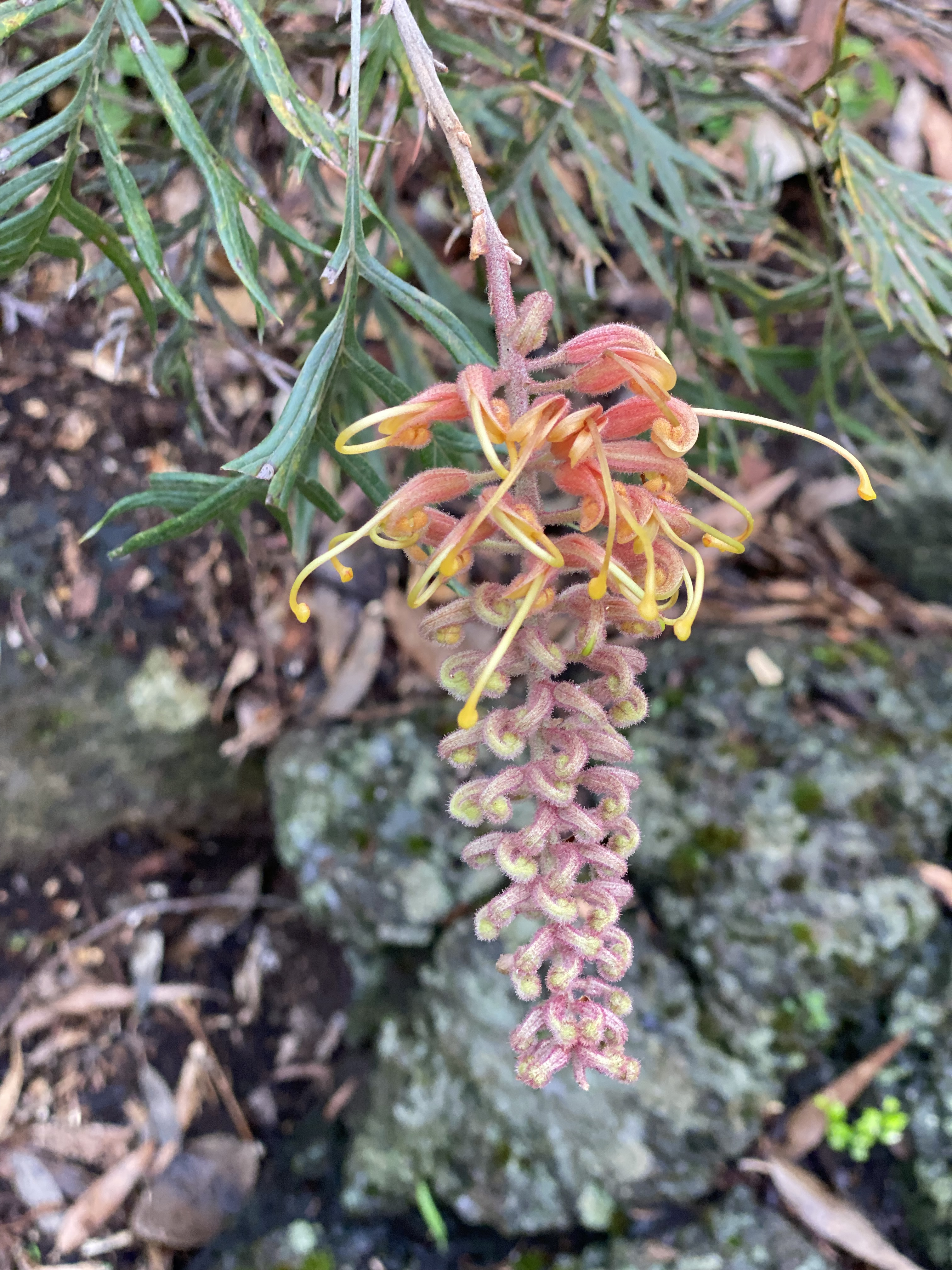 Grevillia banksii