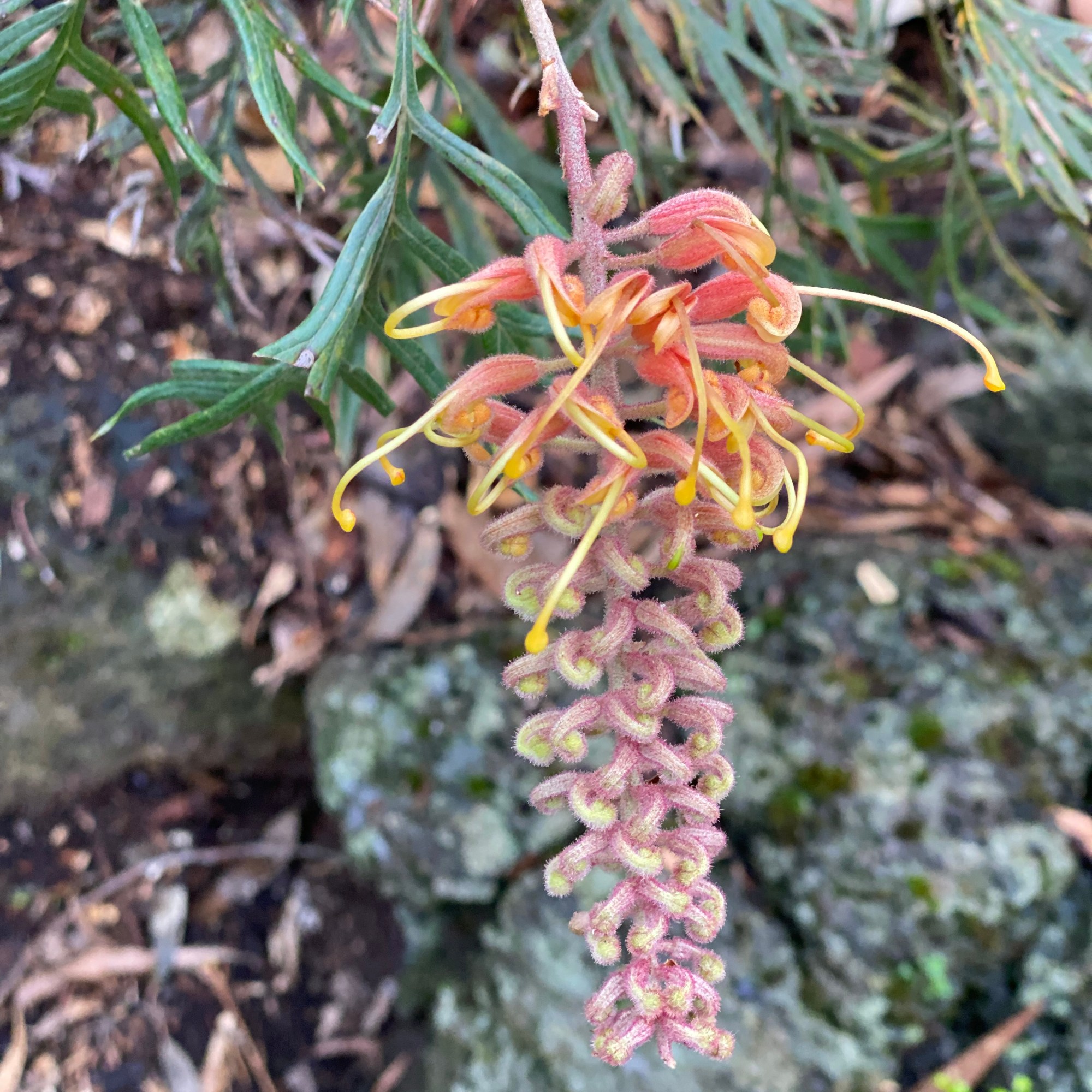 Grevillia banksii