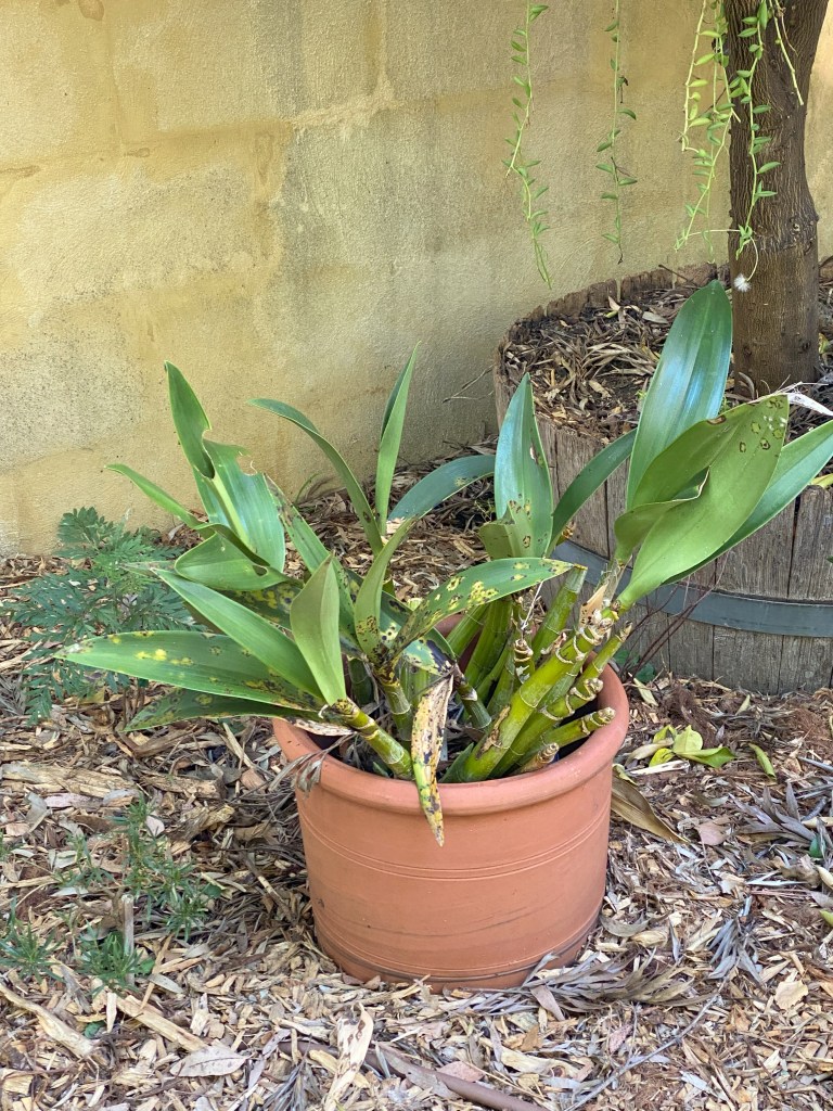 Giant Orchid 1 year on with worrying leaves