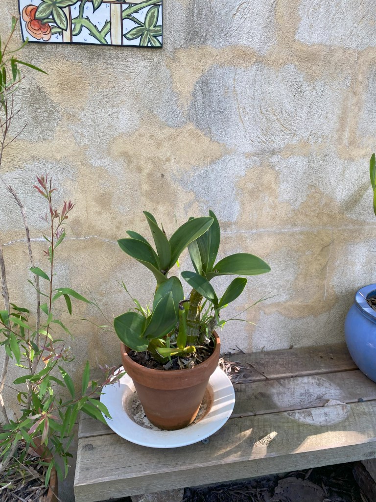 Giant Orchid 1 year on in smaller pot