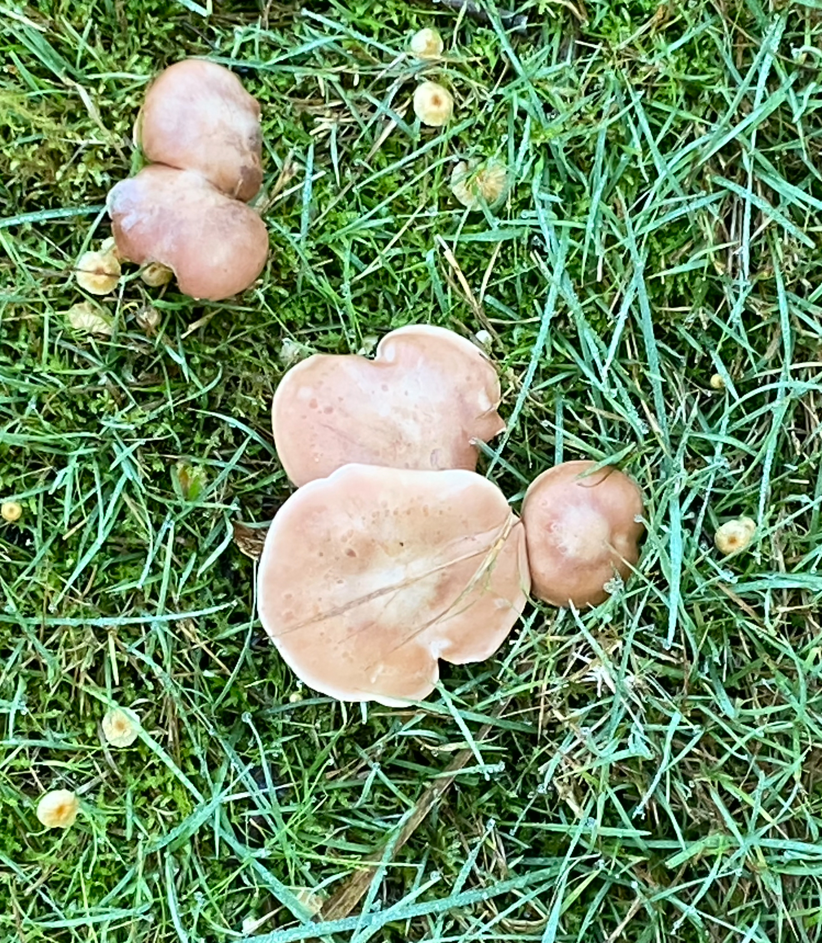 Mushroom - Real