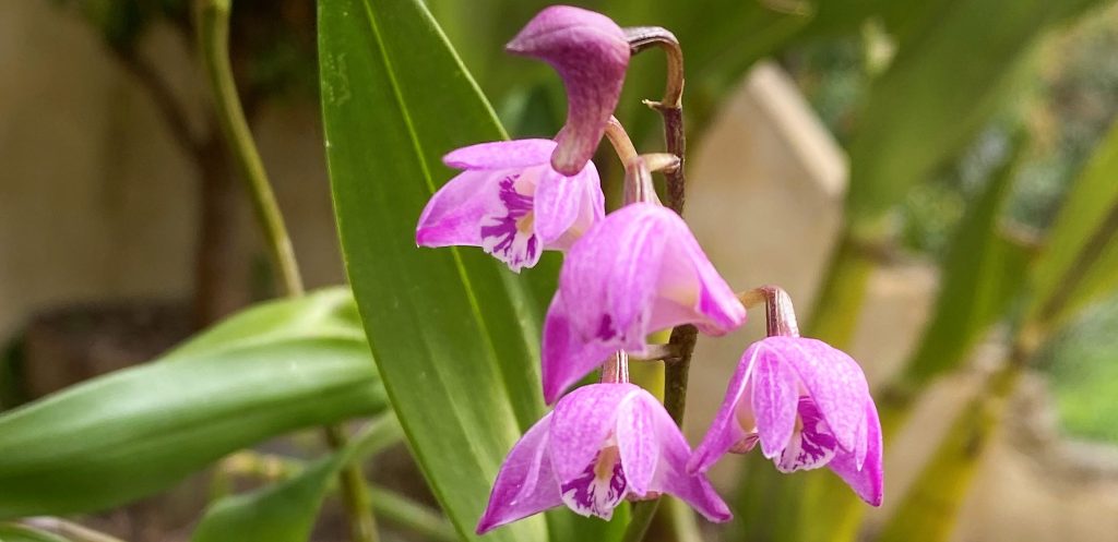 Pink Rock Native Orchid - Dendrobium kingianum