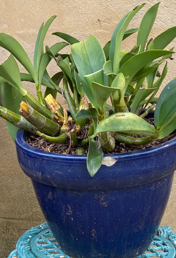 Dendrobium speciosum - Native Orchid - chopped Leaves