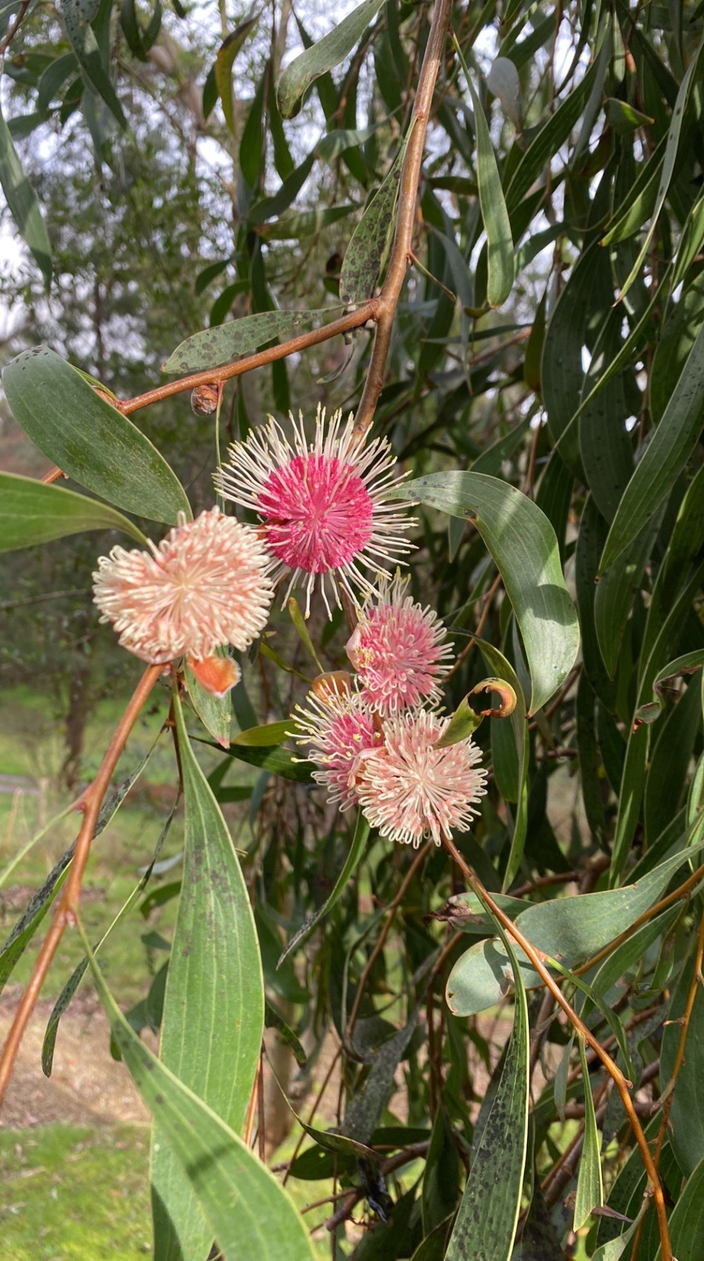 Australian Native Plants – future&nbsp;plantings