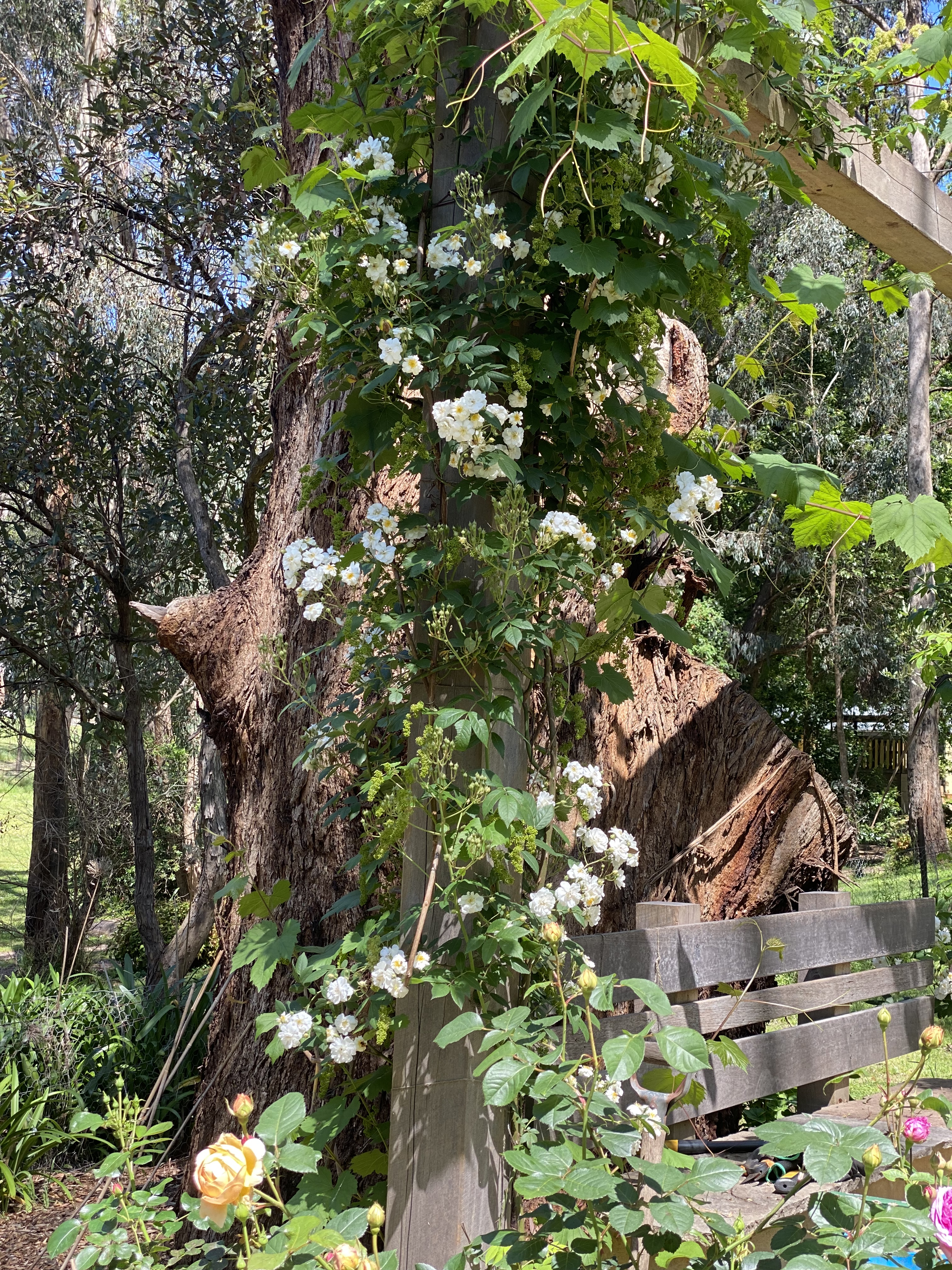 Rampling Rector Rose - white climber