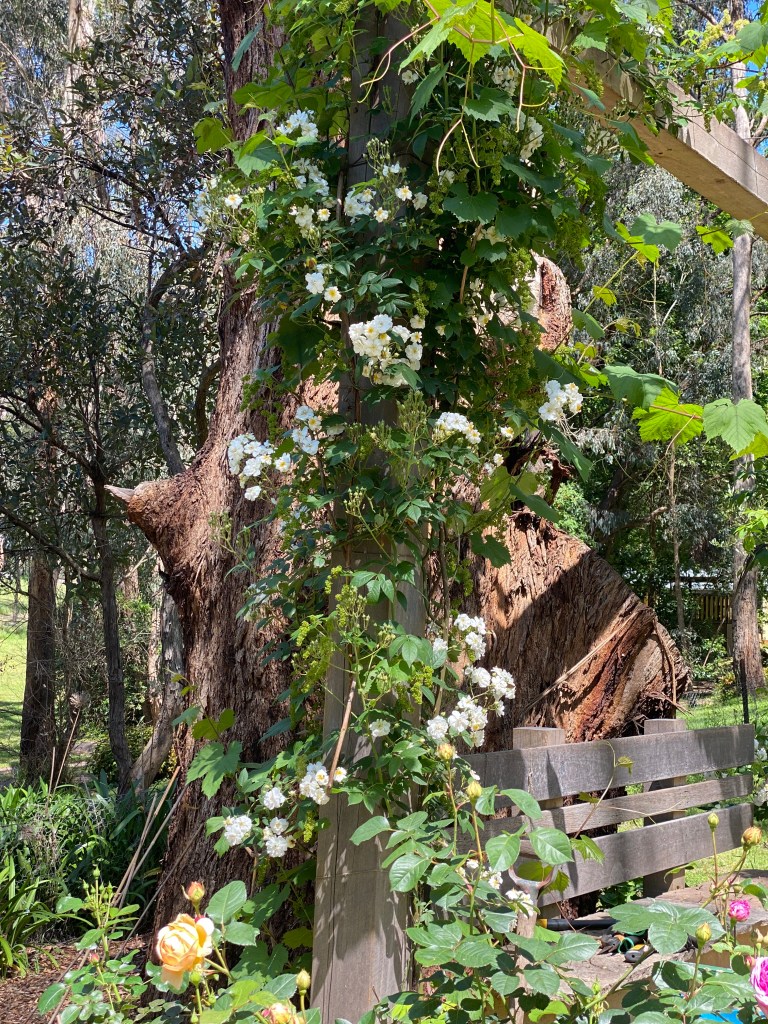 Rampling Rector Rose - white climber