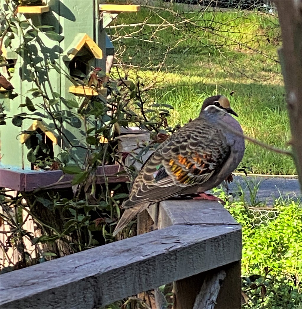 “Bush” Pidgeon (common bronzewing) and the Spotted&nbsp;Dove