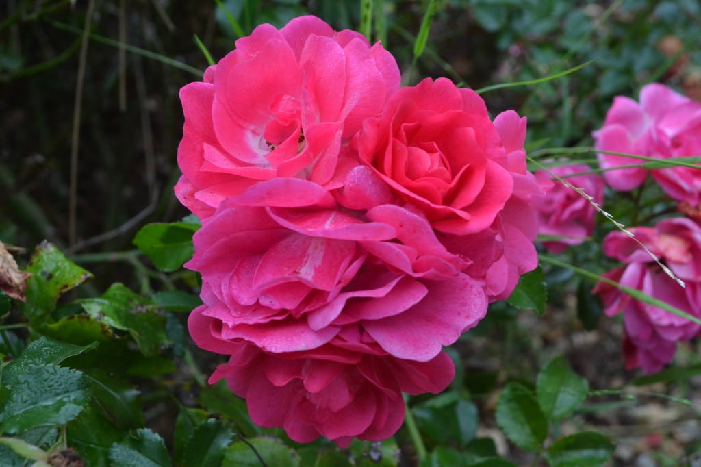 Carpet Rose - old but vigorous