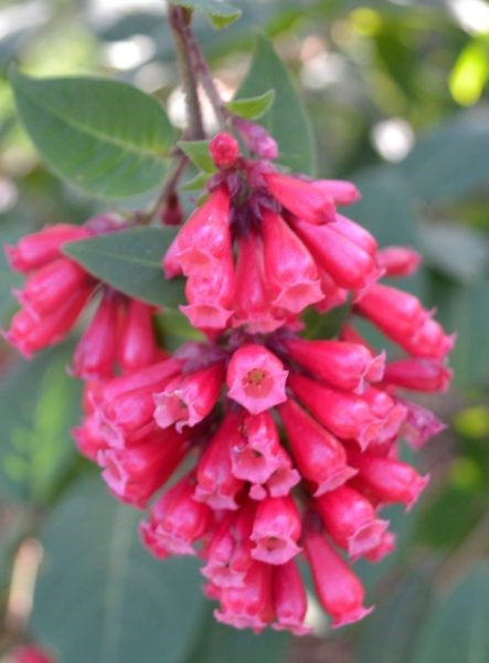 Cestrum elegans - Strawberry Bells