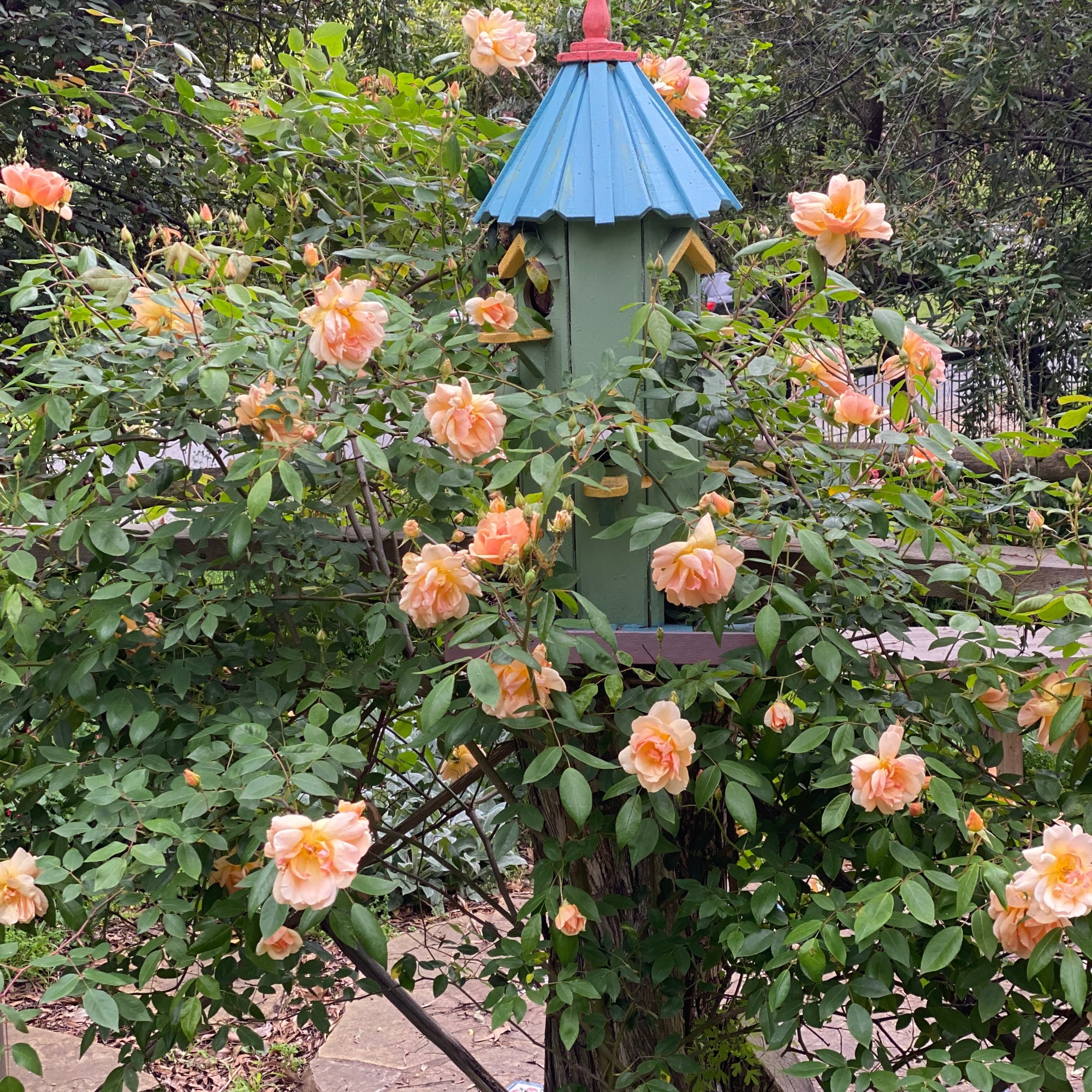 Crepuscule - Climbing Rose over Bird House