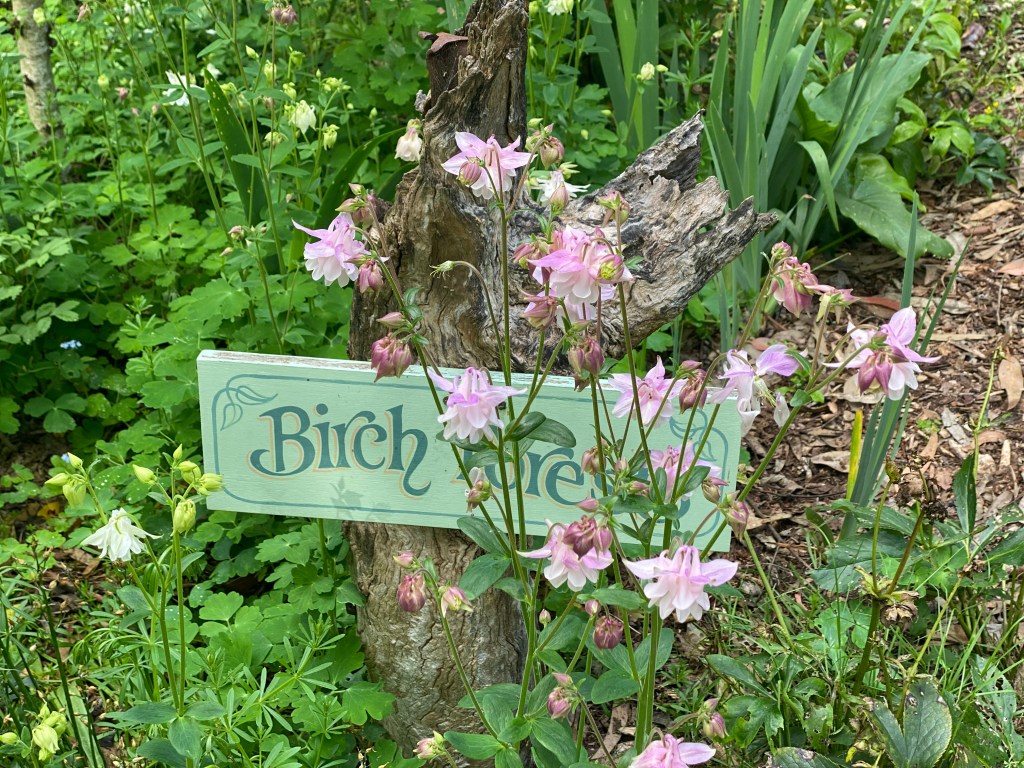 Granny's Bonnet - Aquilegia in Birch Forest sign