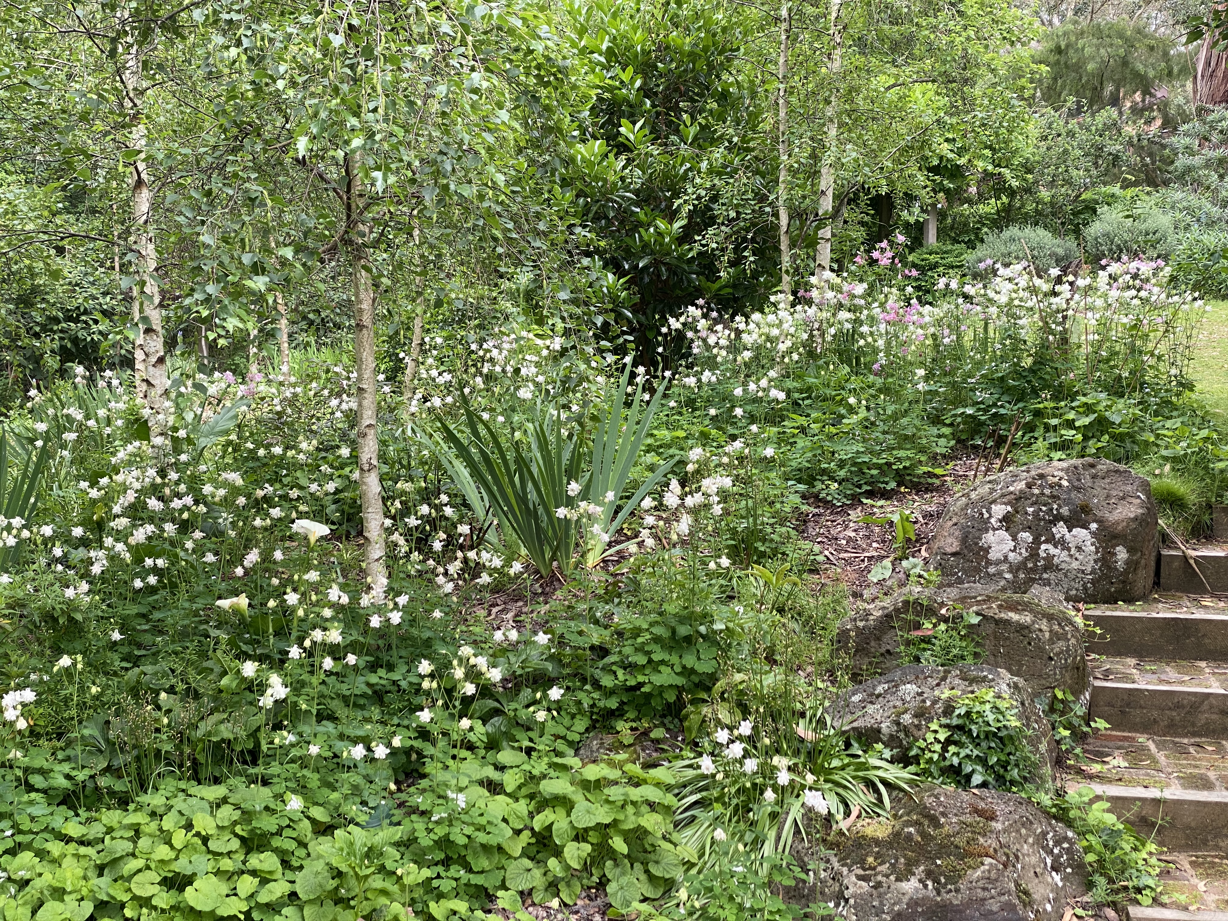 Granny's Bonnet - Aquilegia in Birch Forest steps