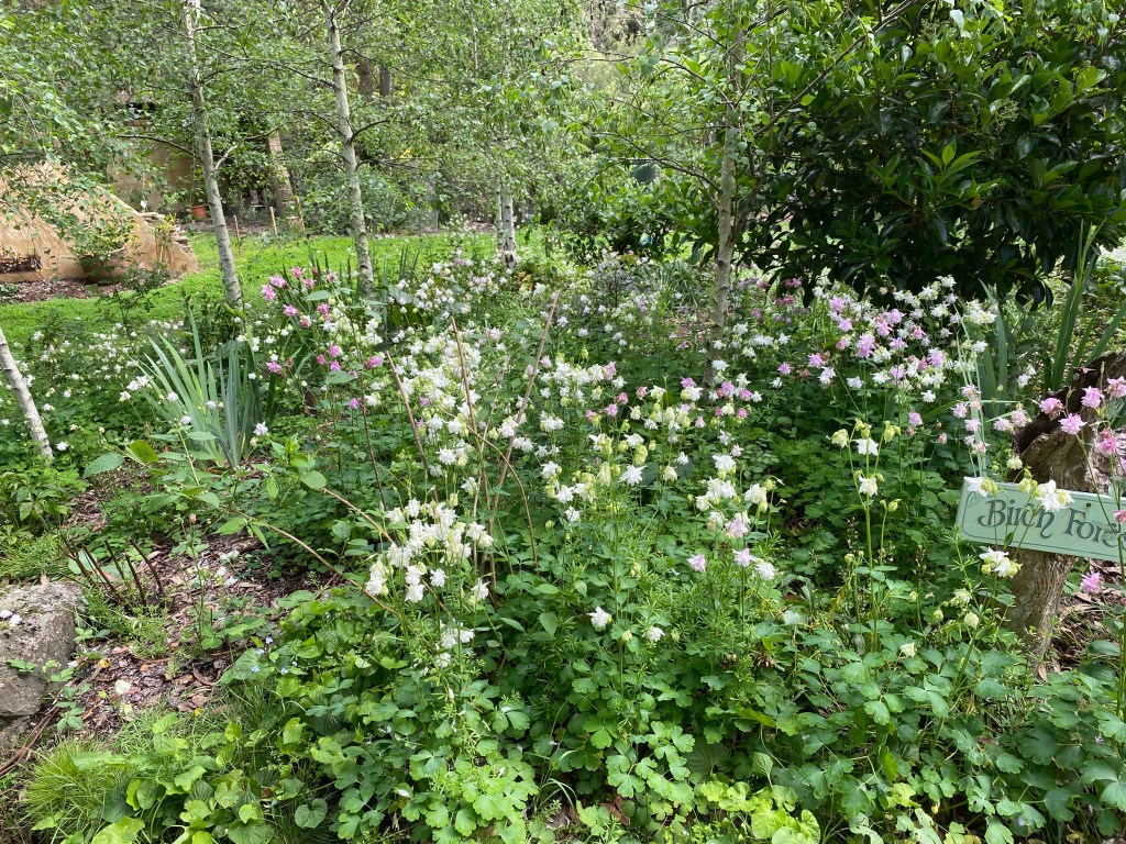 Granny's Bonnet - Aquilegia in Birch Forest in bloom